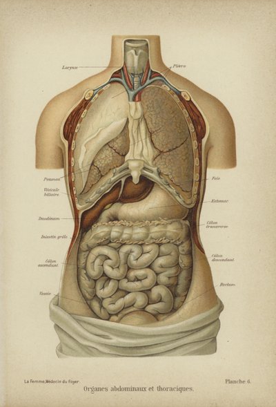 Inre organ i buken och bröstkorgen (färg litho) av German School