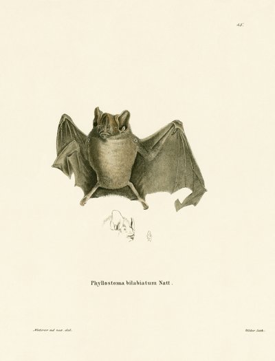 Ipanema Bat (färgad gravyr) av German School