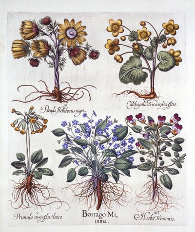 Ipheion Rolf Fiedler Spring Starflower, Marsh Marigold, Pseudo Helleborus, Viola Tricolor och Cowslip, från Hortus Eystettensis, av Basil Besler (1561-1629), pub. 1613 (handfärgad gravyr) av German School