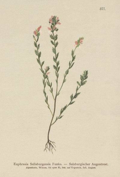 Irländsk ögontröst (Euphrasia Salisburgensis) av German School