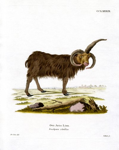 Jacob Sheep (färgad gravyr) av German School