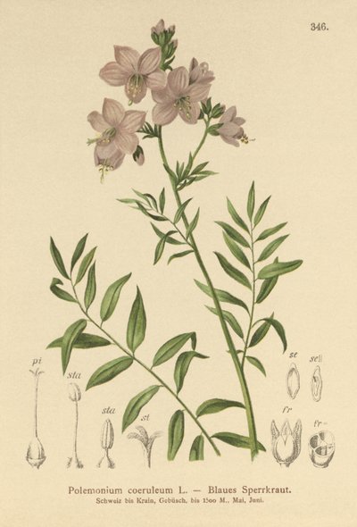 Jacobs Ladder (Polemonium coeruleum, Polemonium blå) av German School