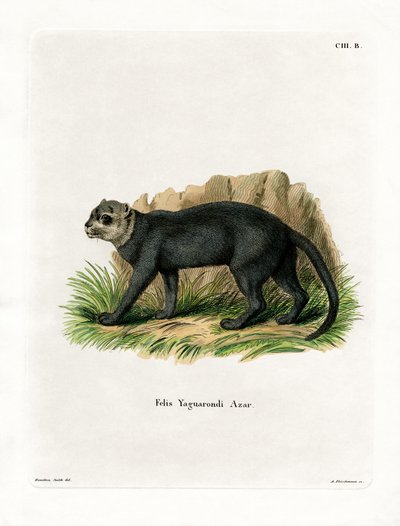 Jaguarundi (färgad gravyr) av German School