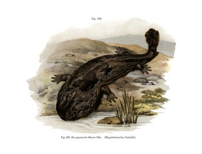Japansk jättesalamander (färg litho) av German School
