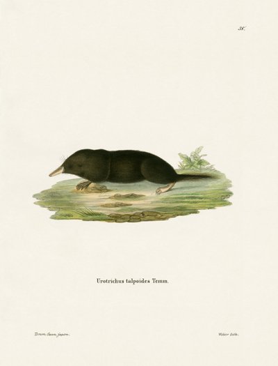Japanese Shrew Mole (färgad gravyr) av German School