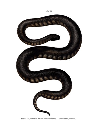 Javan File Snake (litho i färg) av German School