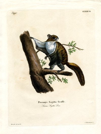 Javan Flying Squirrel (färgad gravyr) av German School