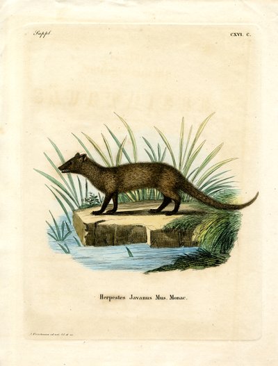 Javan Mongoose (färgad gravyr) av German School
