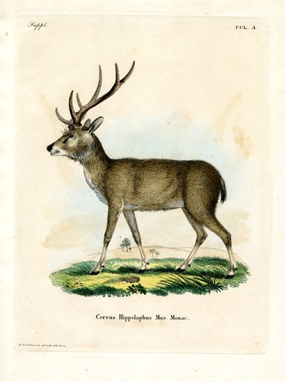 Javan Rusa (färgad gravyr) av German School
