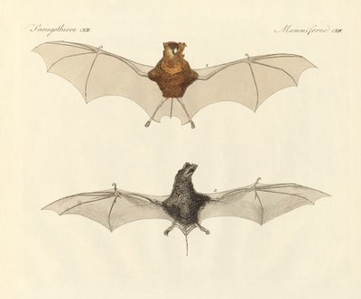 Javanesiska fladdermöss (färgad gravyr) av German School