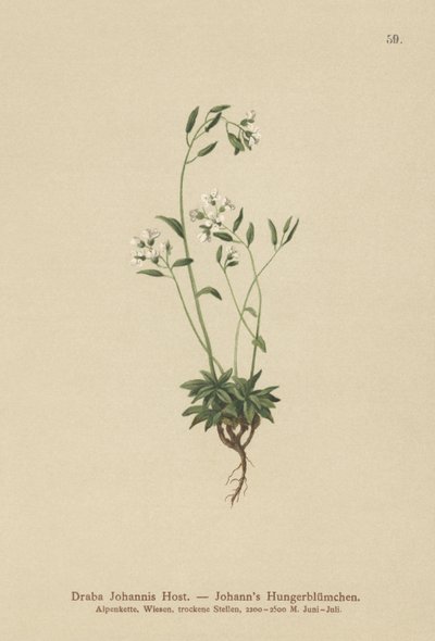 Johns Whitlow-grass (Draba Johannis) av German School