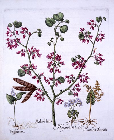 Judas Tree, May Lily, Moonwort, Liverwort, från Hortus Eystettensis, av Basil Besler (1561-1629), pub. 1613 (handfärgad gravyr) av German School