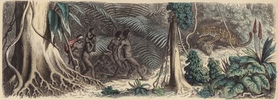 Djungel i Brasilien (färgad gravyr) av German School
