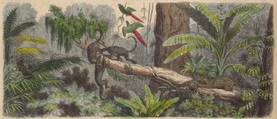 Djungel i Brasilien (färgad gravyr) av German School