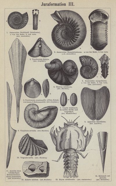 Jurassic fossiler (gravyr) av German School