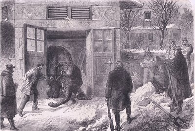 Att döda en elefant för mat i Jardin D