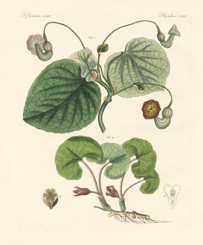 Typer av aristolochia-växter (färgad gravyr) av German School