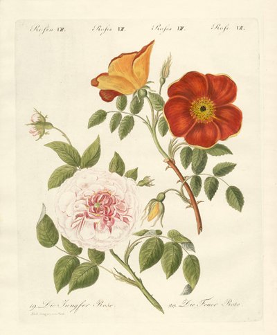 Typer av rosor (färgad gravyr) av German School