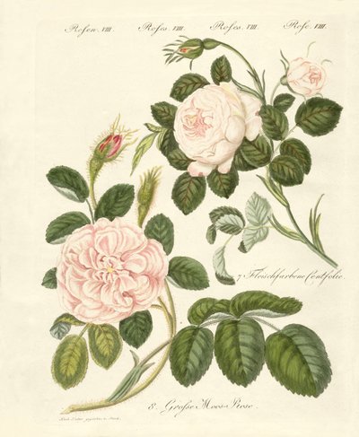 Typer av rosor (färgad gravyr) av German School