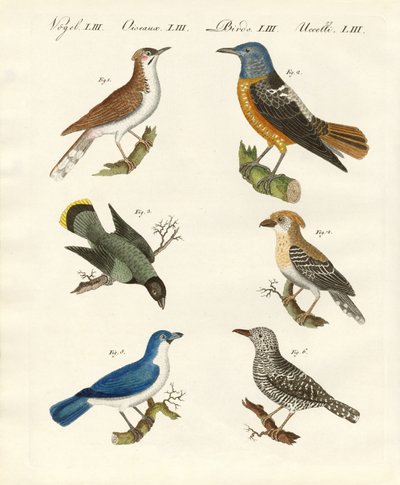 Typer av shrikes - eller rödryggade shrikes av German School