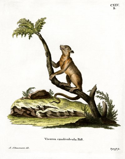 Kinkajou (färgad gravyr) av German School