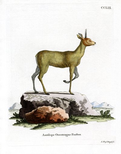 Klipspringer (färgad gravyr) av German School