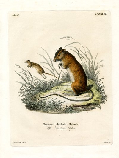 Labrador Jumping Mouse (färgad gravyr) av German School