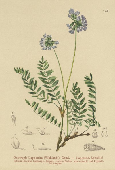 Lapland Milk-Vetch (Oxytropis Lapponica) av German School