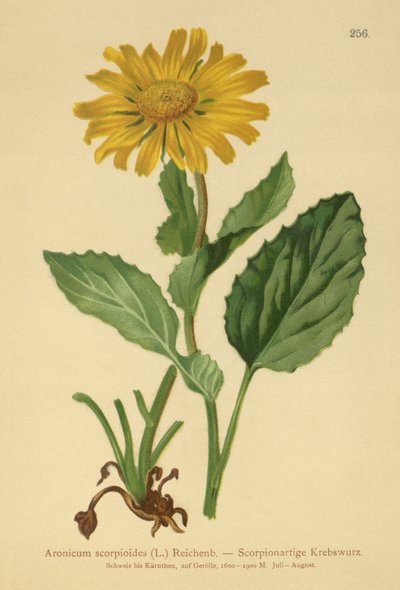 Storblommiga leopardbanor (Aronicum scorpioides, Doronicum grandiflorum) av German School