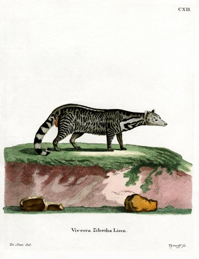 Stor indisk civet (färgad gravyr) av German School