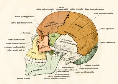 Lateral diagram av benen i den mänskliga skallen av German School