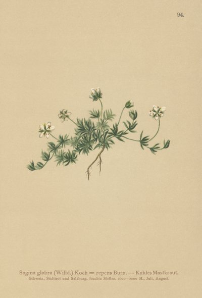 Lawn Pearlwort (Sagina glabra, Sagina repens) av German School