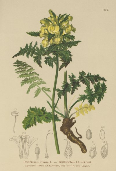 Bladlusört (Pedicularis foliosa) av German School