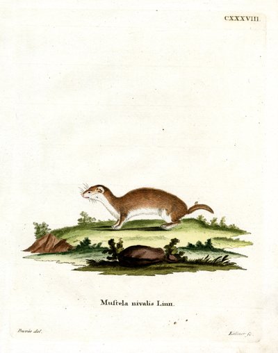Minst vessla (färgad gravyr) av German School