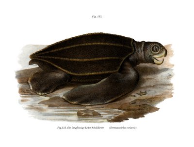 Havssköldpadda i läder (färg litho) av German School