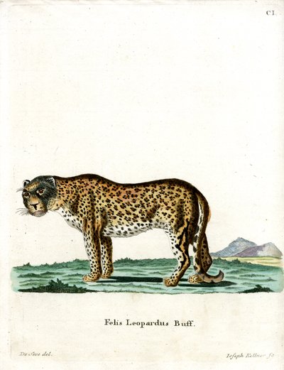 Leopard (färgad gravyr) av German School