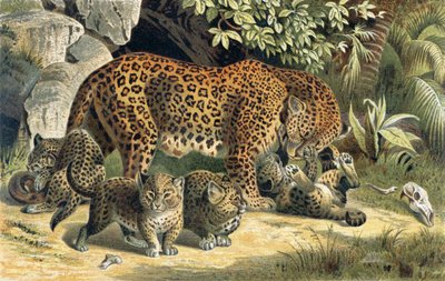 Leopard, tallrik från Brehms Animal Life: General Knowledge of the Animal Kingdom, vol.1, s.463, publicerad av Bibliographic Institute, 1890 av German School