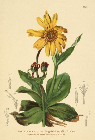 Leopard-bane (Arnica montana) av German School