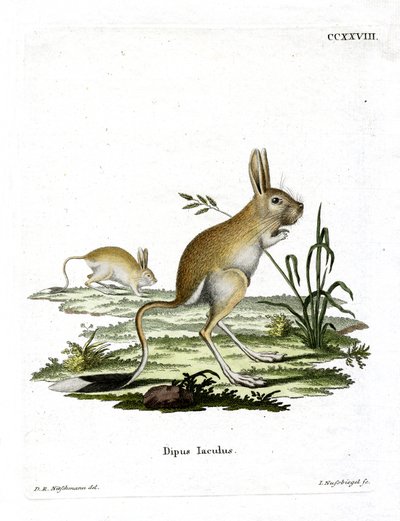Mindre egyptisk Jerboa (färgad gravyr) av German School