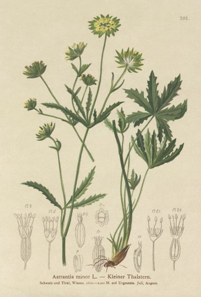 Lesser Masterwort (Astrantia minor) av German School