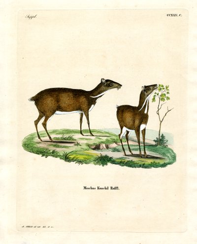 Lesser Mouse Deer (färgad gravyr) av German School