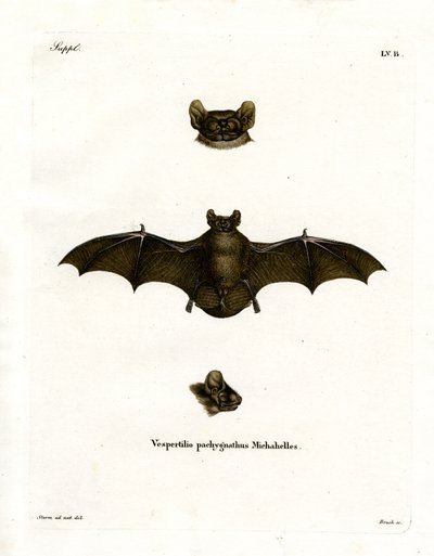 Lesser Noctule Bat (färgad gravyr) av German School