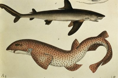 Lesser Spotted Dogfish, Pl.93 från "Naturgeschichte und Abbildung der Fische" av H.R. Schinz, 1836 av German School