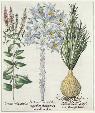 Lilja: 1. Sultan Zambach Martagon av Konstantinopel vit blomma 2. Veronica recta carnlea 3. Bulbus Sultan Zambach cuminfeunipartecaulis, från Hortus Eystettensis av Basil Besler (1561-1629), pub. 1613 av German School