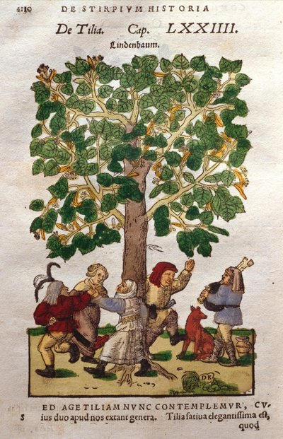 Lime, eller lind, träd av German School