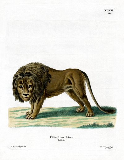 Lejon (färgad gravyr) av German School