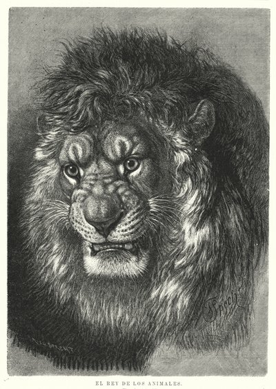 Lejon: djurens kung (litho) av German School