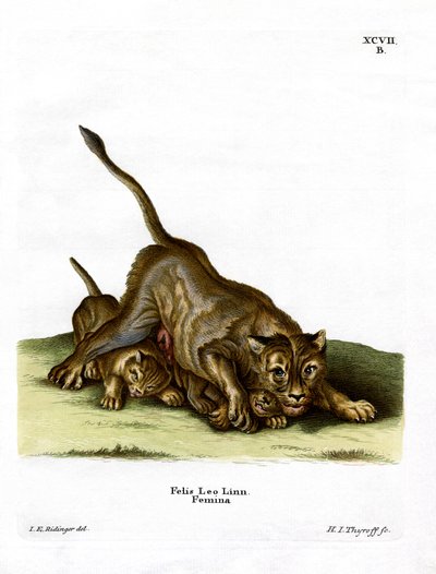 Lioness (färgad gravyr) av German School