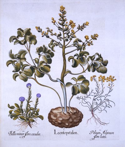 Lions Leaf and Alpine Flowers, från Hortus Eystettensis, av Basil Besler (1561-1629), pub. 1613 (handfärgad gravyr) av German School