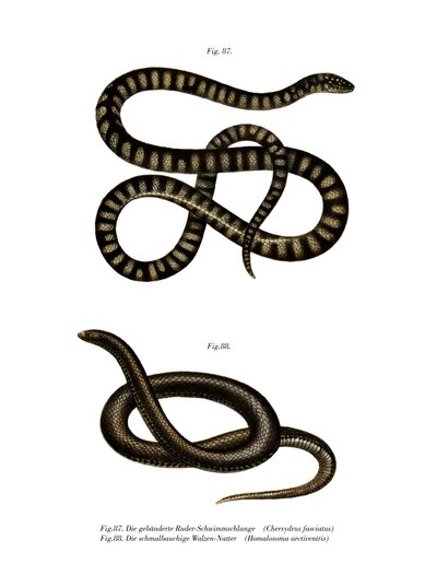 Little File Snake (litho i färg) av German School